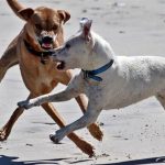 jauria-de-perros-ataca-a-mujer-de-57-anos-en-cochabamba-899233-1