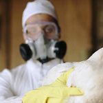 influenza aviar melipilla