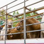 truck-transport-beef-cattle-cow-livestock-photo