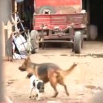 operativo-matadero-clandestino-perros-faenados